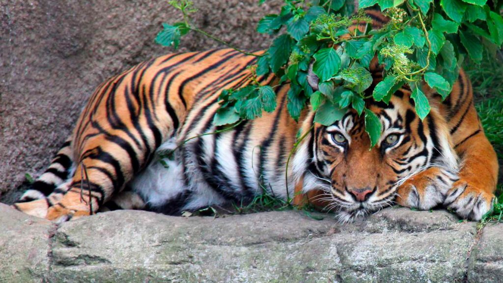 Tiger i Aalborg Zoo