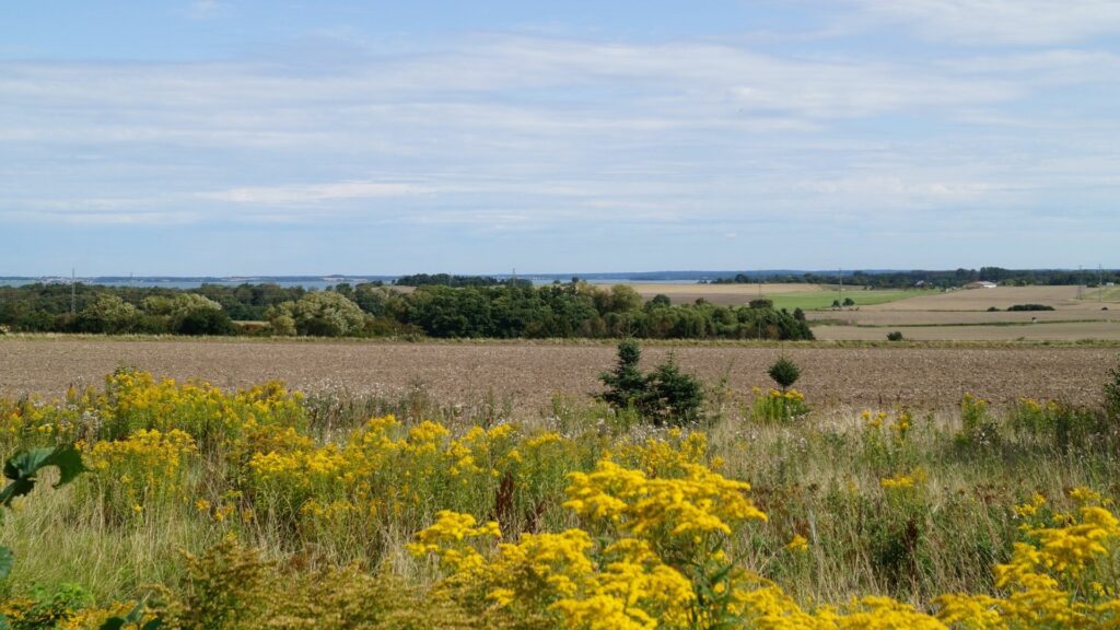 Naturen ved Vejby Strand i Nordsjælland
