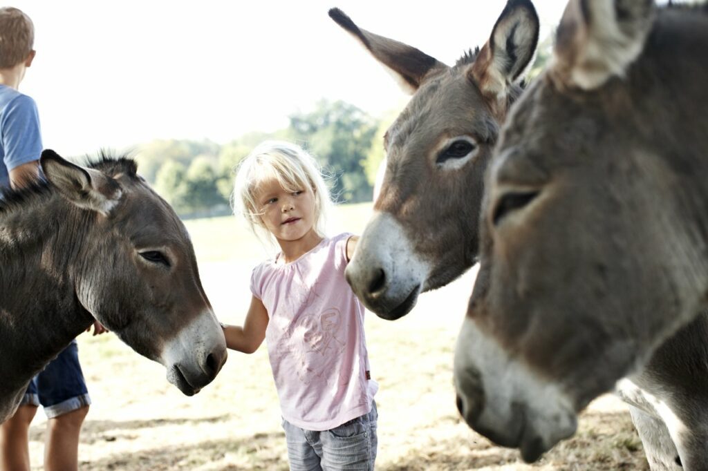 I tæt kontakt med dyrene i Knuthenborg Safaripark