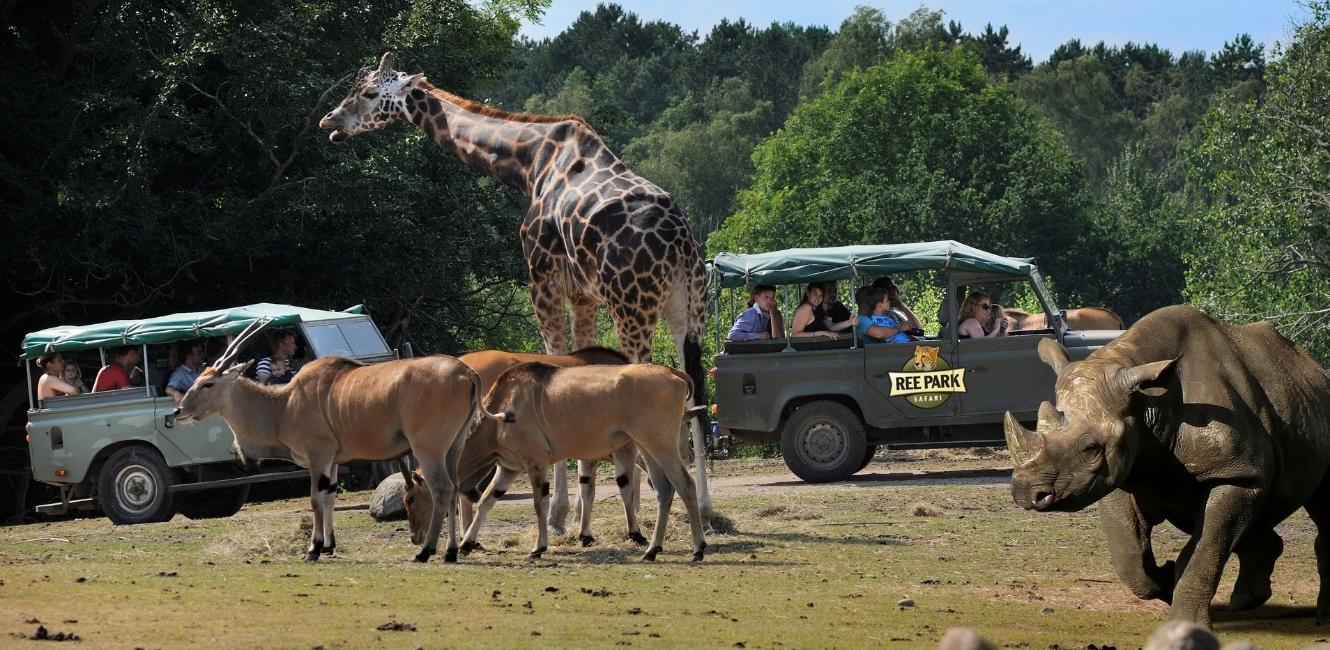 ree park safari dyr