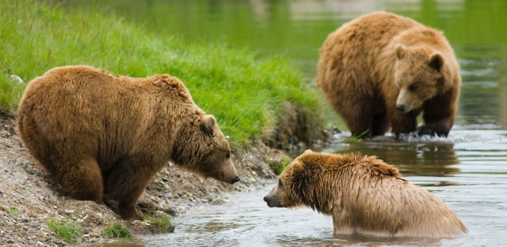 Skandinavisk Dyrepark brunbjørne