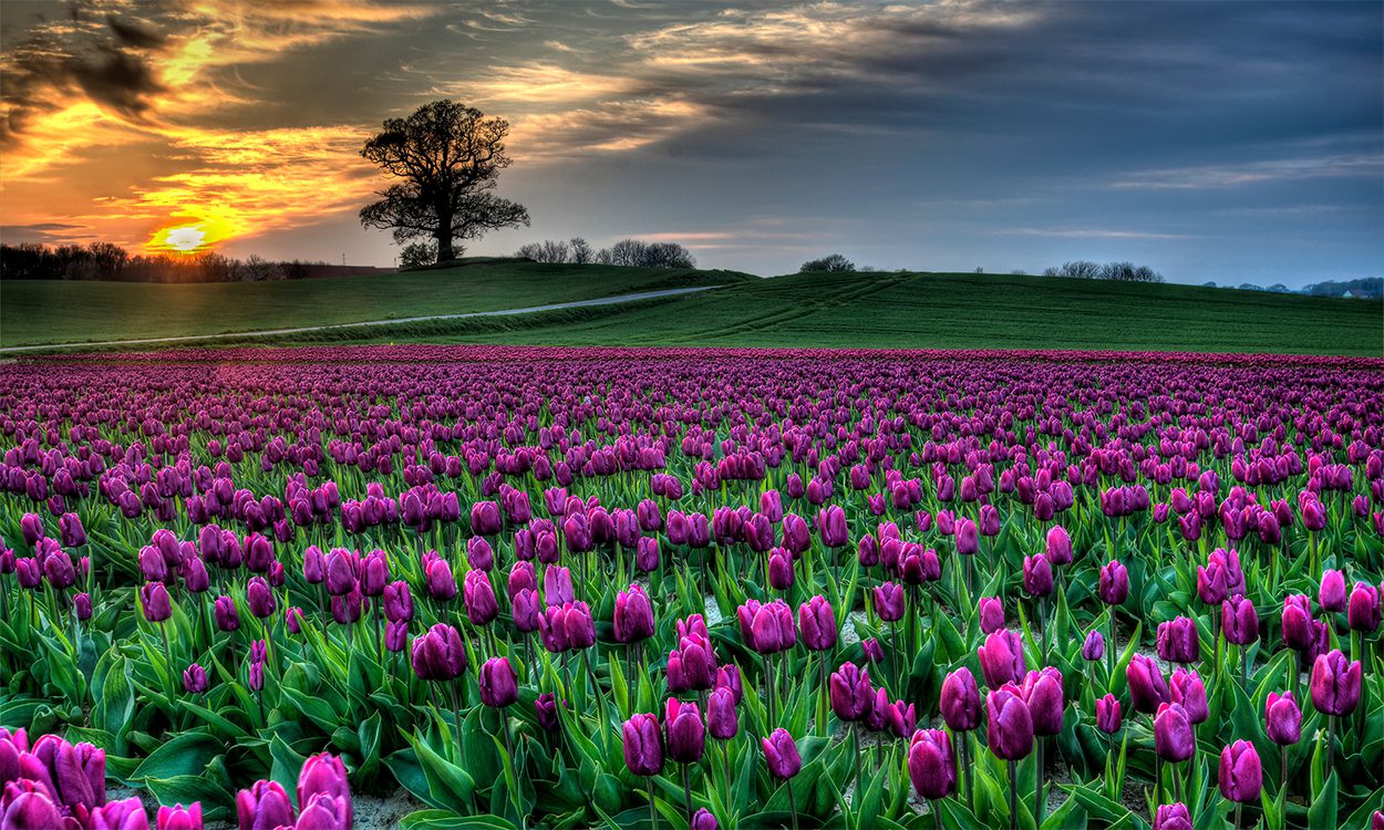 Blomstermark på Lolland