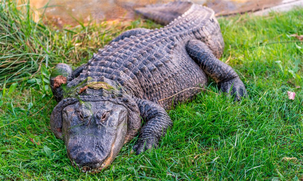 krænkelse panel kasseapparat Krokodille Zoo - Kom helt tæt på krokodiller | VillaVilla