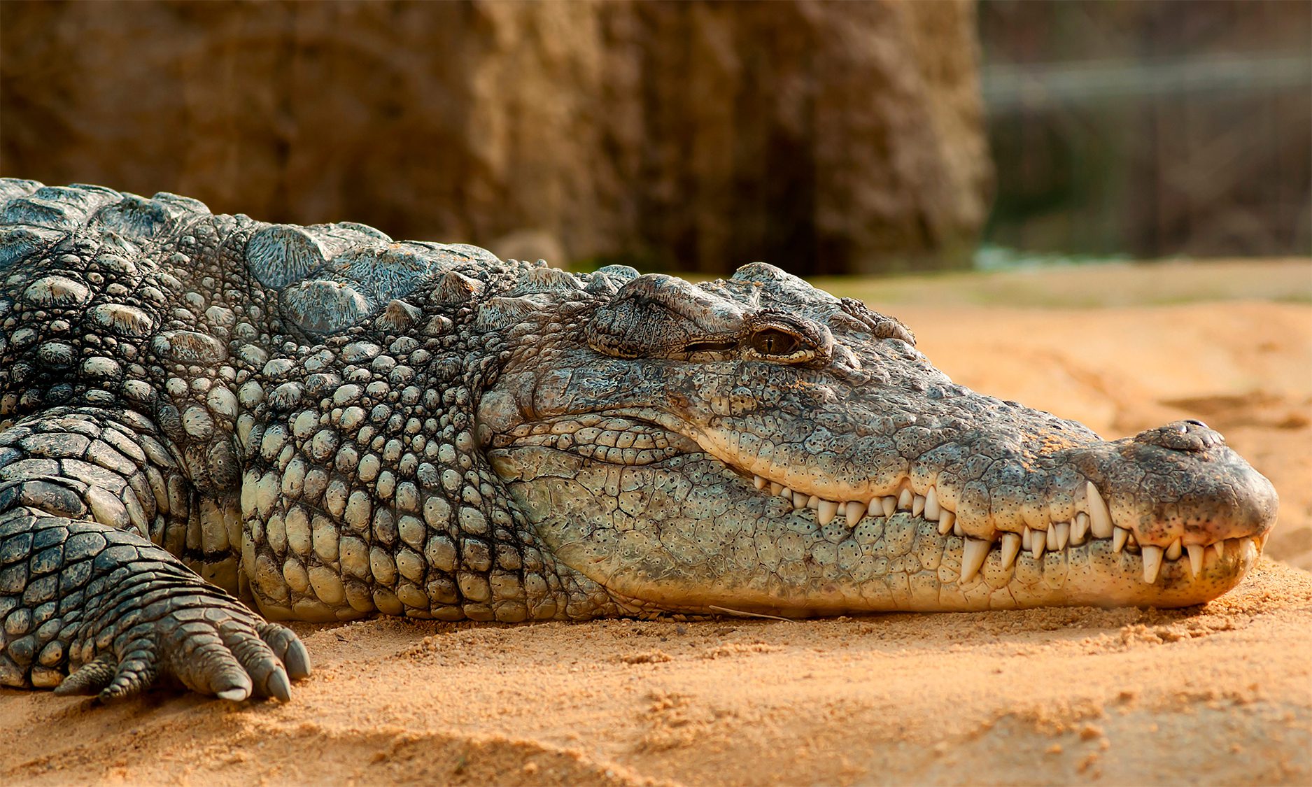 krænkelse panel kasseapparat Krokodille Zoo - Kom helt tæt på krokodiller | VillaVilla