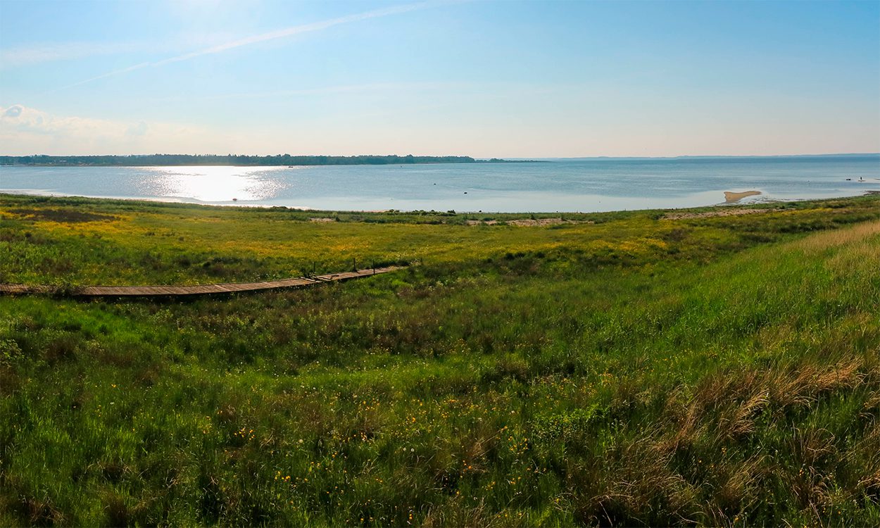 Naturen ved Limfjorden