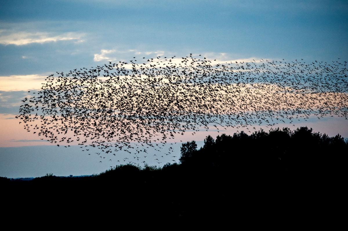 Sort sol ved marsken